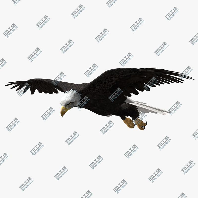 images/goods_img/20210113/American Bald Eagle (ANIMATED)/4.jpg